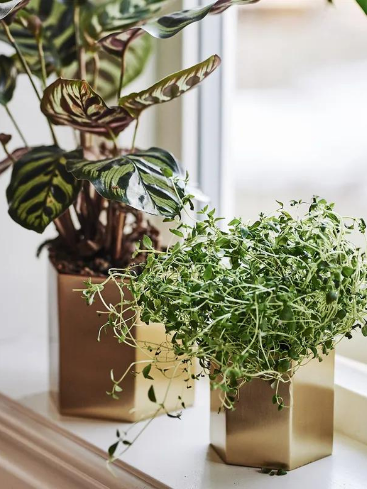 Hexagon Pot Brass - Small